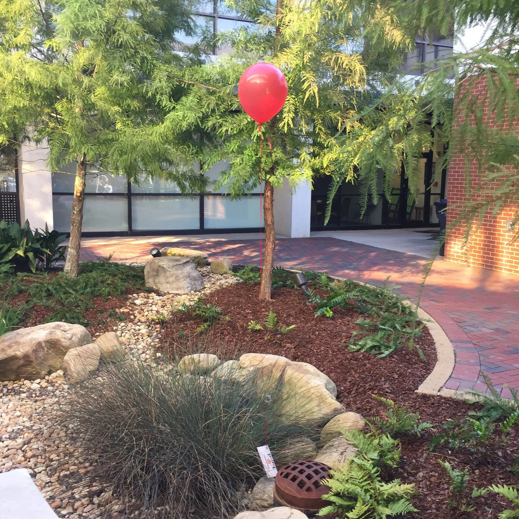 A single red balloon tied to a small tree in a campus courtyard.
